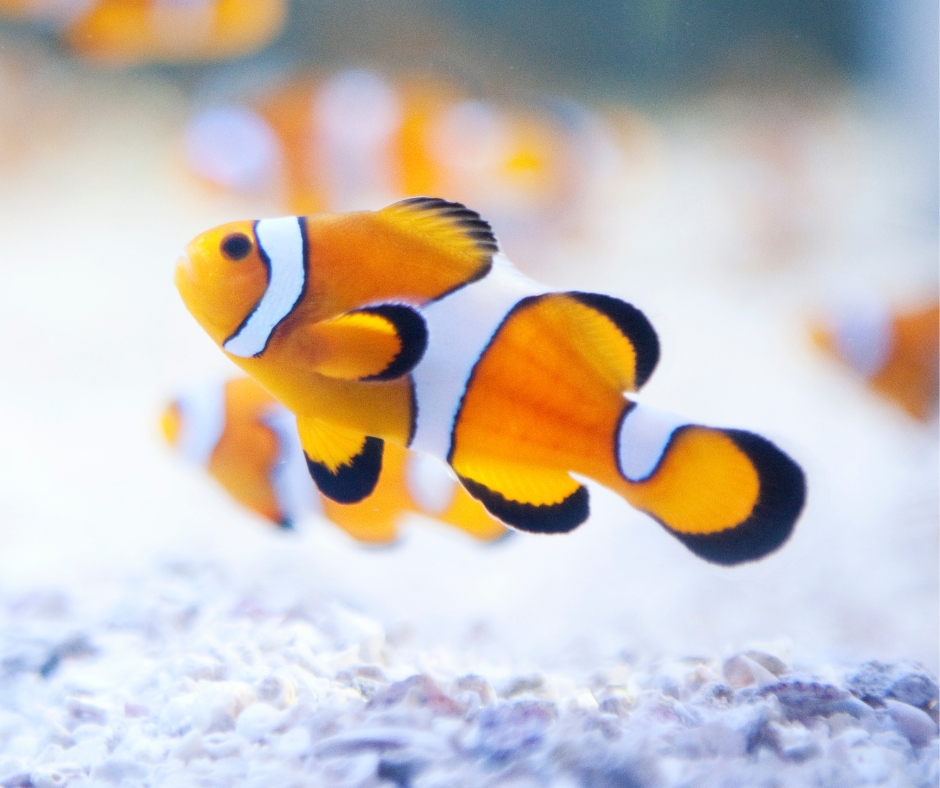 Close up of a clown fish