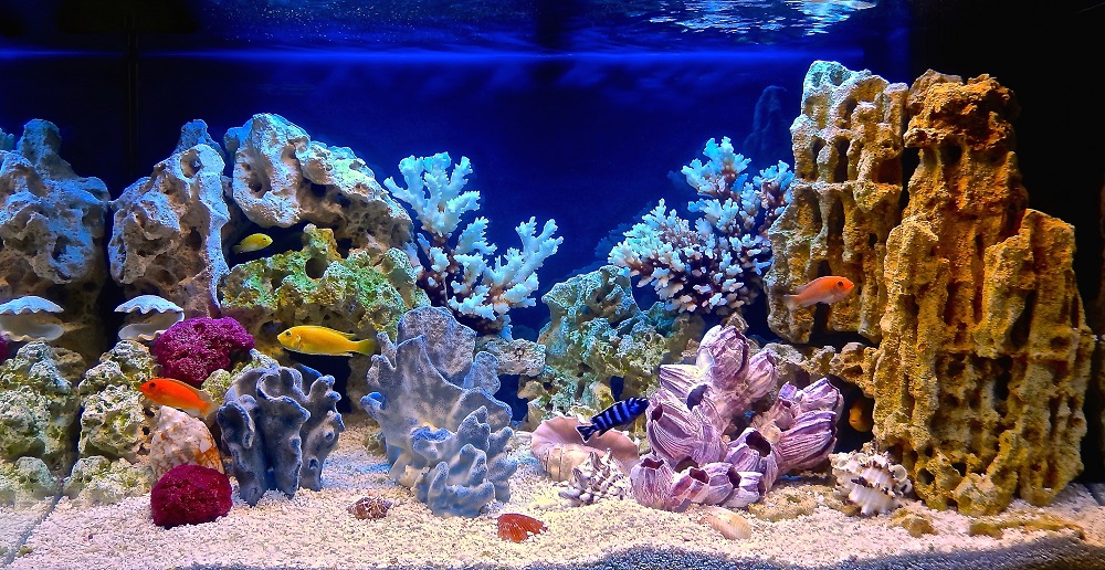 Beautiful cichlid aquarium