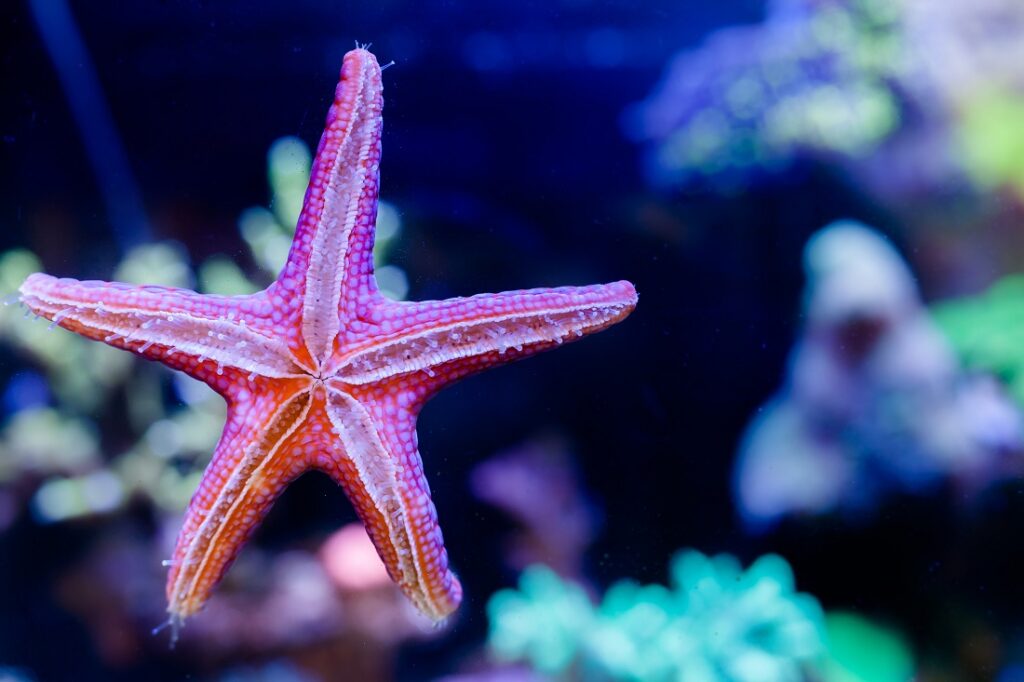 Fromia Elegans Starfish in Home Coral reef aquarium